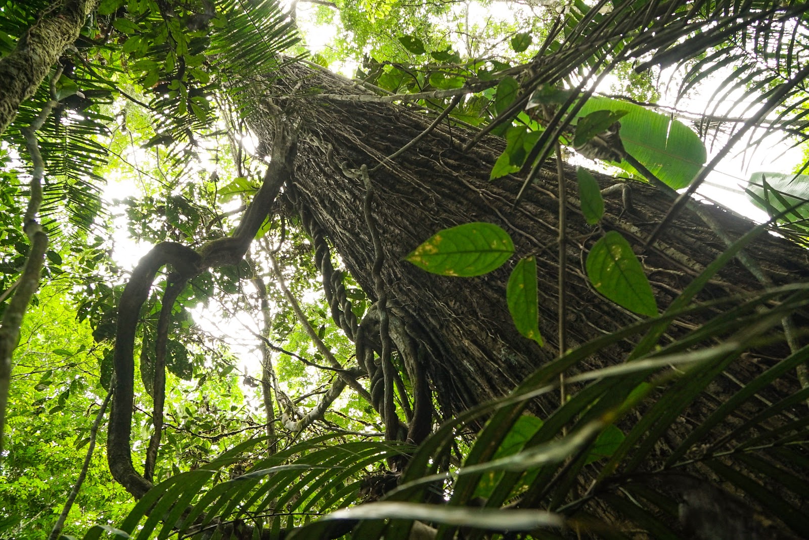 Figure 1- Bertholletia excelsa (Brazil Nut Tree)